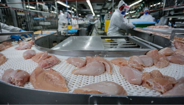  Paraná lidera mercado de frangos no 3º trimestre; cresce a produção de leite, ovos e suínos